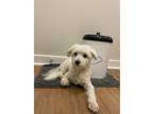 Maltese Puppy for sale in Columbia, MD, USA