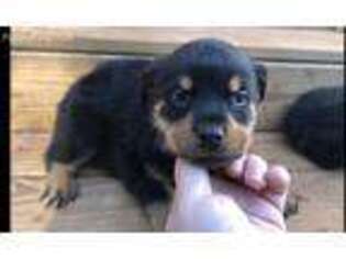 Rottweiler Puppy for sale in Halifax, VA, USA