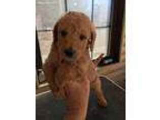 Labradoodle Puppy for sale in Hamilton, AL, USA