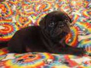 Pug Puppy for sale in PALESTINE, TX, USA