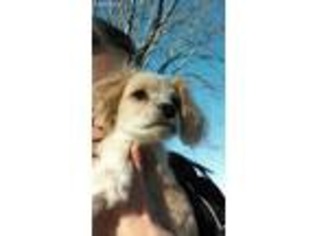 Cavachon Puppy for sale in Braham, MN, USA
