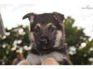 German Shepherd Dog Puppy for sale in Saint Louis, MO, USA