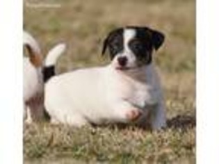 Jack Russell Terrier Puppy for sale in Throckmorton, TX, USA