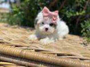 Maltese Puppy for sale in Barstow, CA, USA