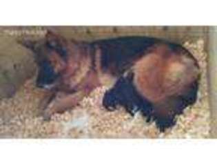 German Shepherd Dog Puppy for sale in Bethany, WV, USA