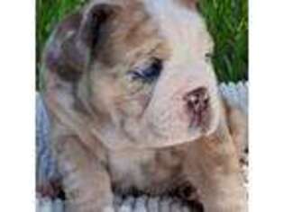 Bulldog Puppy for sale in Fort Lauderdale, FL, USA