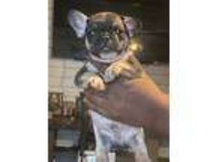 French Bulldog Puppy for sale in Jesup, GA, USA