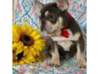French Bulldog Puppy for sale in Lancaster, PA, USA