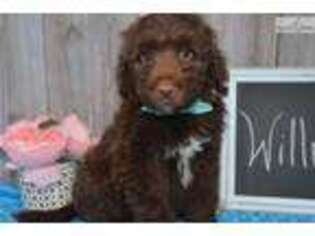Portuguese Water Dog Puppy for sale in Youngstown, OH, USA