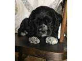 Cocker Spaniel Puppy for sale in Tulare, CA, USA