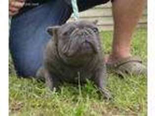 French Bulldog Puppy for sale in Brunswick, GA, USA