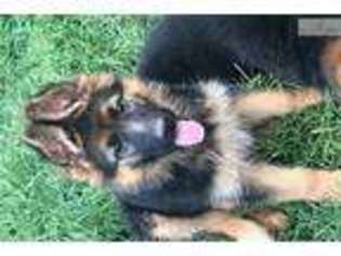 German Shepherd Dog Puppy for sale in Greenville, SC, USA