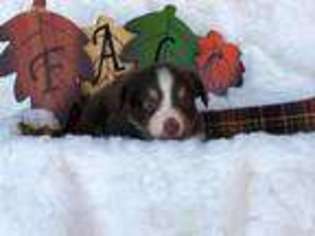 Miniature Australian Shepherd Puppy for sale in Lexington, NE, USA