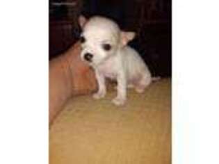 Chihuahua Puppy for sale in Bronx, NY, USA