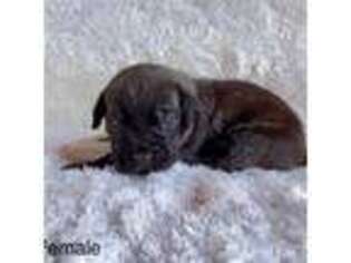 Cane Corso Puppy for sale in Littlerock, CA, USA
