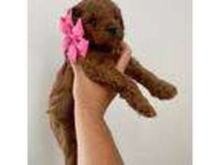 Goldendoodle Puppy for sale in Mountain Green, UT, USA