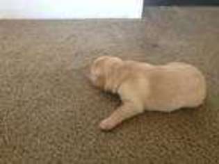 Labrador Retriever Puppy for sale in Kalamazoo, MI, USA