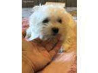 Maltese Puppy for sale in Fortuna, MO, USA