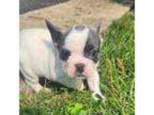French Bulldog Puppy for sale in Middletown, DE, USA