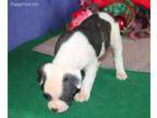 American Bulldog Puppy for sale in New Holland, PA, USA
