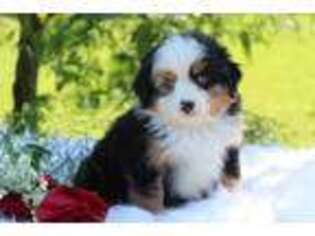 Australian Shepherd Puppy for sale in Dundee, NY, USA