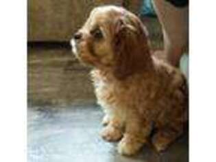 Cavapoo Puppy for sale in Flintville, TN, USA