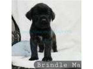 Mastiff Puppy for sale in South Point, OH, USA