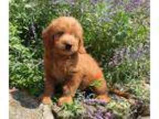Labradoodle Puppy for sale in Paradise, PA, USA