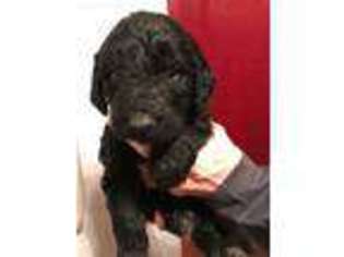 Goldendoodle Puppy for sale in Woonsocket, SD, USA