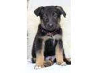 German Shepherd Dog Puppy for sale in Ocala, FL, USA