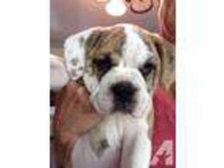 Olde English Bulldogge Puppy for sale in KEEDYSVILLE, MD, USA