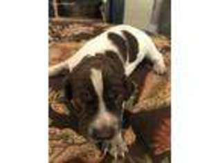 German Shorthaired Pointer Puppy for sale in Fresno, CA, USA