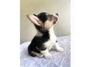 Pembroke Welsh Corgi Puppy for sale in Crestwood, KY, USA
