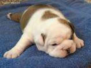 Bulldog Puppy for sale in Sycamore, IL, USA