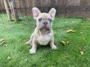French Bulldog Puppy for sale in Salinas, CA, USA