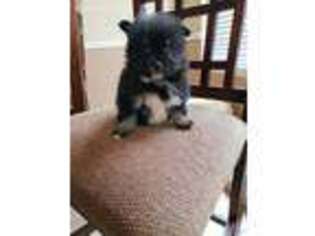 Pomeranian Puppy for sale in Mesquite, TX, USA