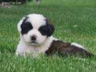 Saint Bernard Puppy for sale in Lebanon, PA, USA