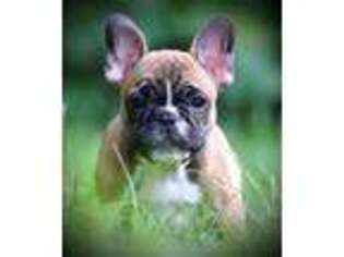 French Bulldog Puppy for sale in Auburn, MA, USA