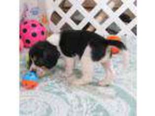 Beagle Puppy for sale in Rattan, OK, USA