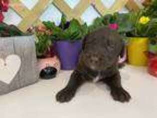 Labradoodle Puppy for sale in Kirkland, IL, USA