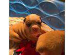 Bulldog Puppy for sale in Jackson, MI, USA