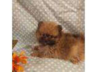 Pomeranian Puppy for sale in Rio Rancho, NM, USA