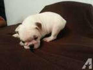 Bulldog Puppy for sale in COLTON, CA, USA