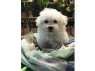 Maltese Puppy for sale in Gurnee, IL, USA