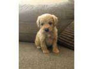 Cavapoo Puppy for sale in Mcdonough, GA, USA