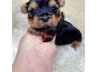 Yorkshire Terrier Puppy for sale in Port Saint Lucie, FL, USA
