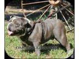 Bulldog Puppy for sale in DELTONA, FL, USA