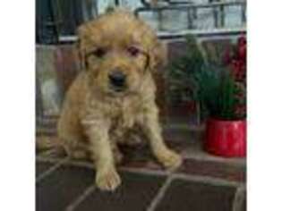 Golden Retriever Puppy for sale in Chandler, AZ, USA