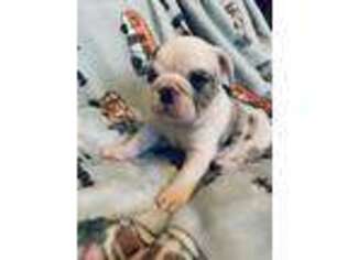 Bulldog Puppy for sale in Catlett, VA, USA