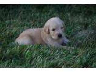 Golden Retriever Puppy for sale in Jasper, MO, USA